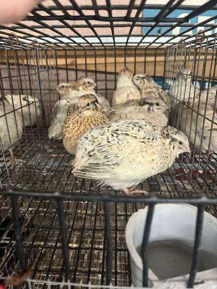 7 Italian Coturnix Quail - 5 Wks Old