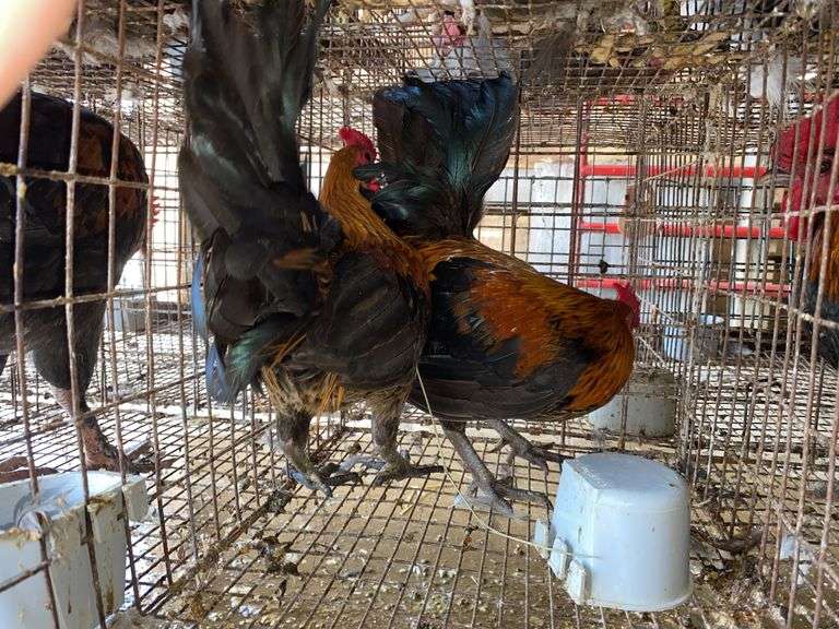 2 Banty Roosters