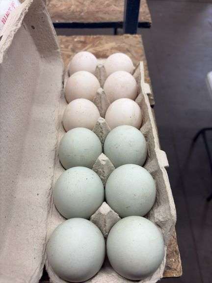 1 Doz Duck Eating Eggs