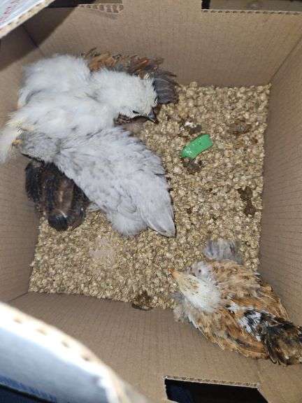 4 Cochin Banties & 1 Paint Silkie - 4 Wks Old