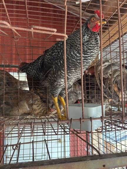 Barred Rock Rooster