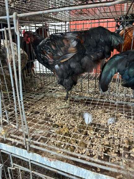 2 Roosters - 5 Mos Old