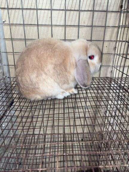 Holland Lop Buck - 1 Yr Old - Litter Box Trained - Was Free Roaming - Very Friendly