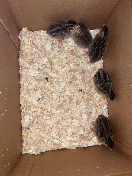5 Guinea Keets