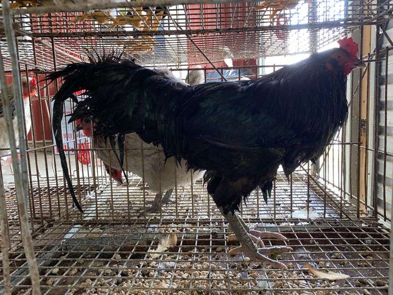 Ameraucana Rooster