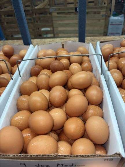 9 Doz Med Brown Eating Eggs