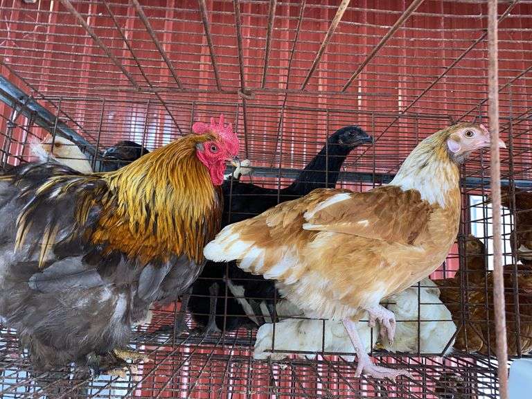 Pair Cochins