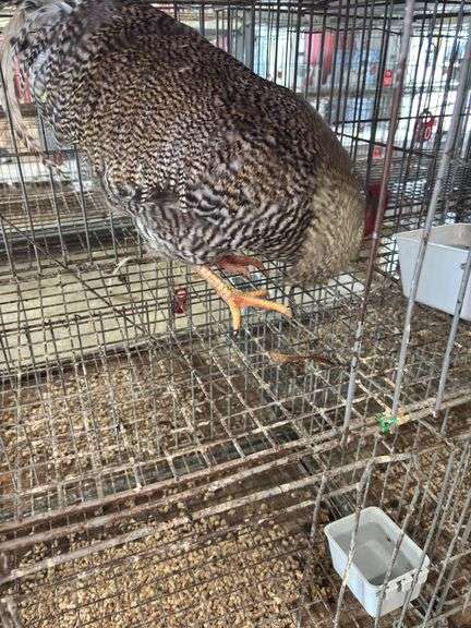 Barred Rock Chicken