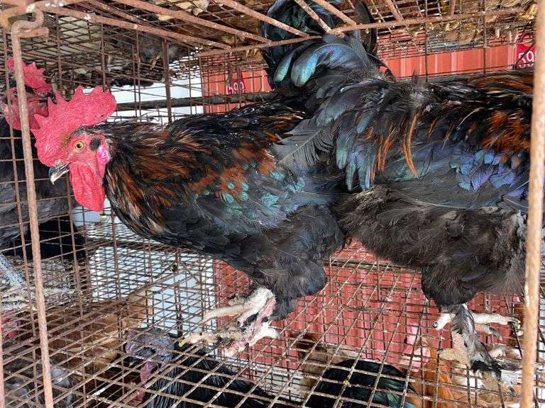 2 Maran Cross Roosters