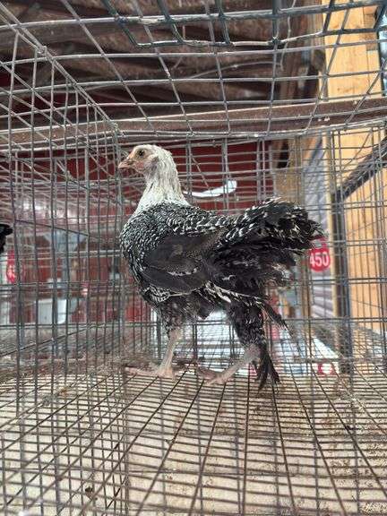Silver Duckwing Layer Hen - 7wks Old - Has A Hurt Leg
