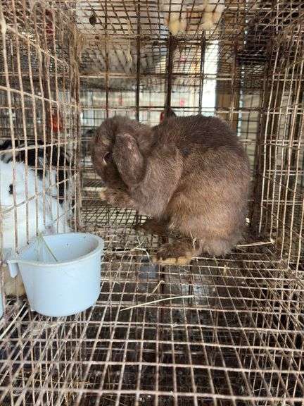 Mini Lop Doe