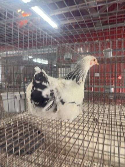 Light Brahma Chicken