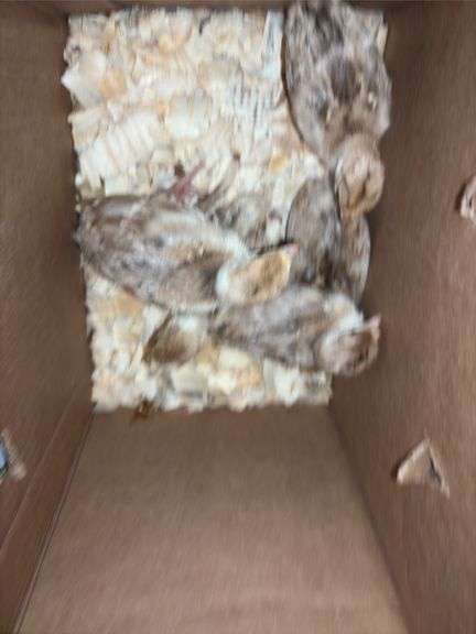 5 Bourbon Red Turkey Poults