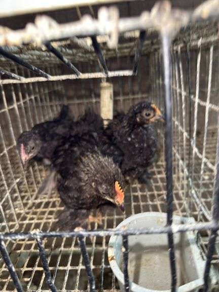 3 Banty Cockerels - 8 Wks Old