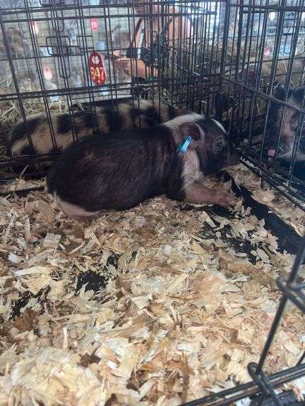 Gilt Mini Pot Belly Pig - 6 Wks Old