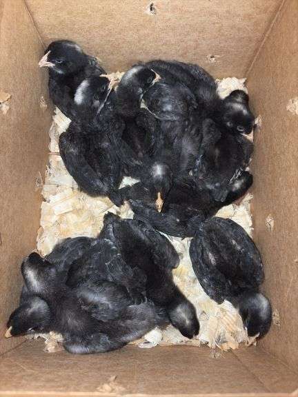 11 Diamond Dutchess Pullets