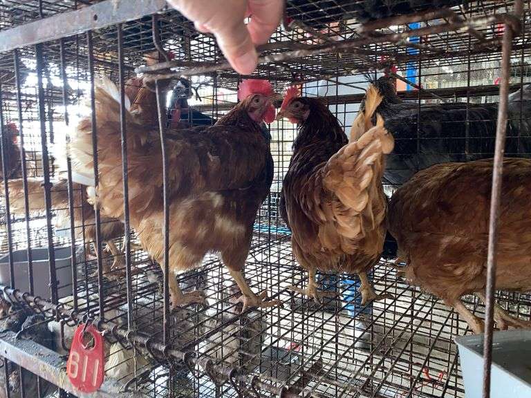 3 Isa Brown Hens