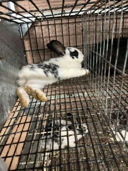 White & Black Bunny