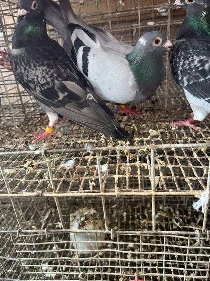3 Homing Pigeons