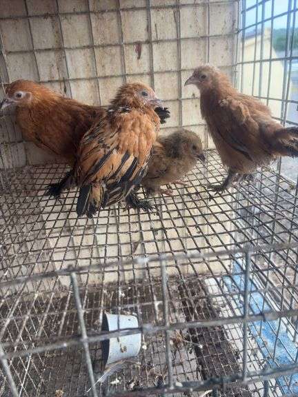 5 Mille Fluer Pullets - 3 Months Old
