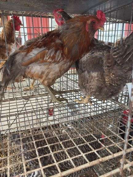 Pair Chickens