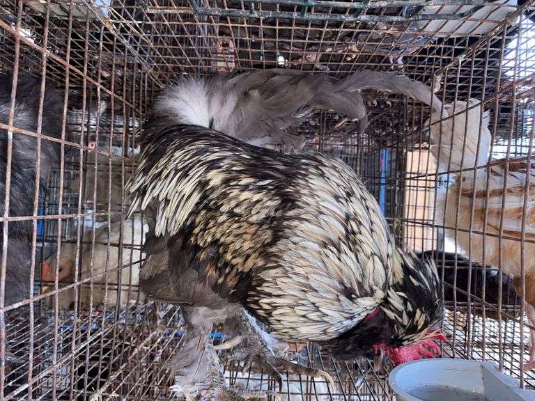 Satin Silkie