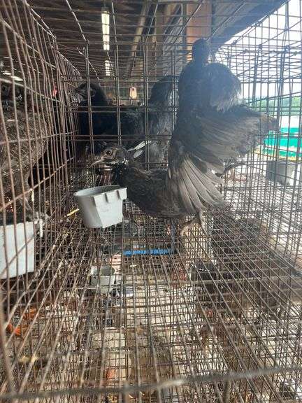 2 Melanistic Ringneck Pheasants w/ Permit