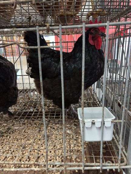 2 Black Australorp Hens