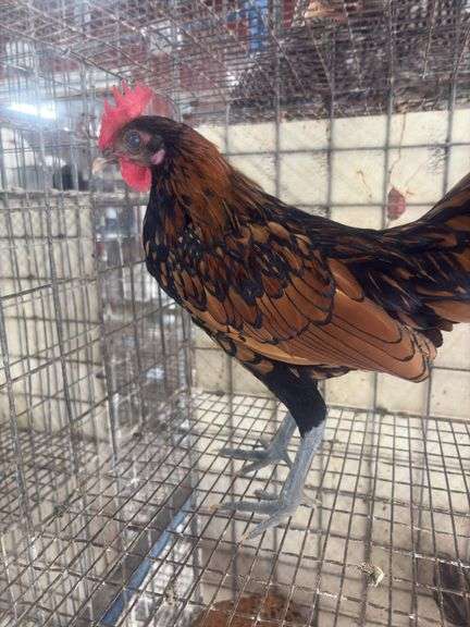 Seabright Rooster