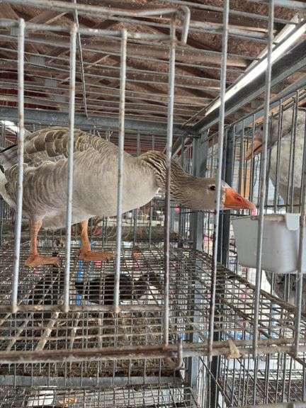 Toulouse Hen Goose - 2 Yrs Old