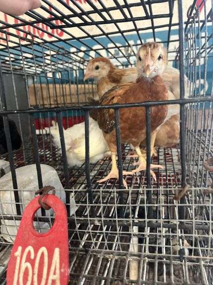 4 Pullets - 3 Cochins & 1 Olive Egger