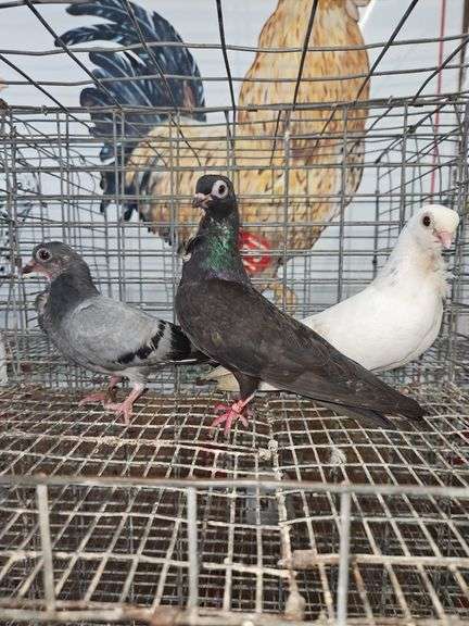 Pair of Figurita Pigeons & Baby