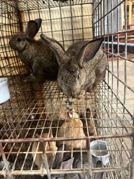 2 Flemish Gaint Bunnies