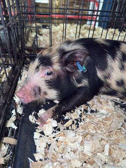 Male Kune Kune Julianna Cross Pig