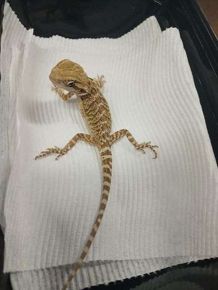 Baby Bearded Dragon w/ Eye Issue - Eating Crickets & Dubia Roaches