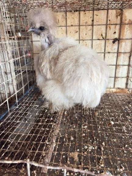 Showgirl Laying Hen