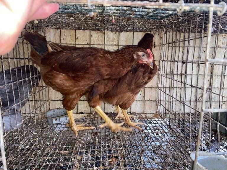Rhode Island Red Pullets - 9 Wks Old