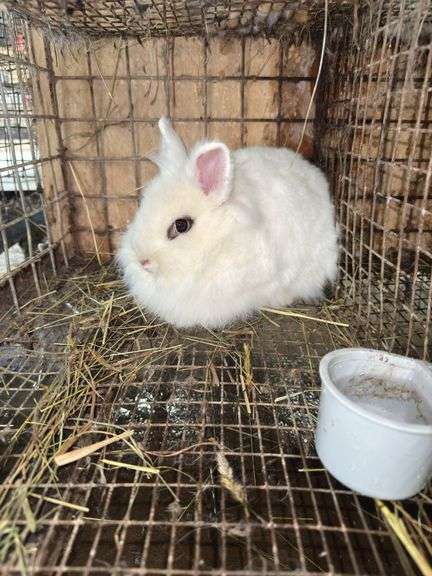 White Lionhead Doe - Exposed to Lionhead Buck