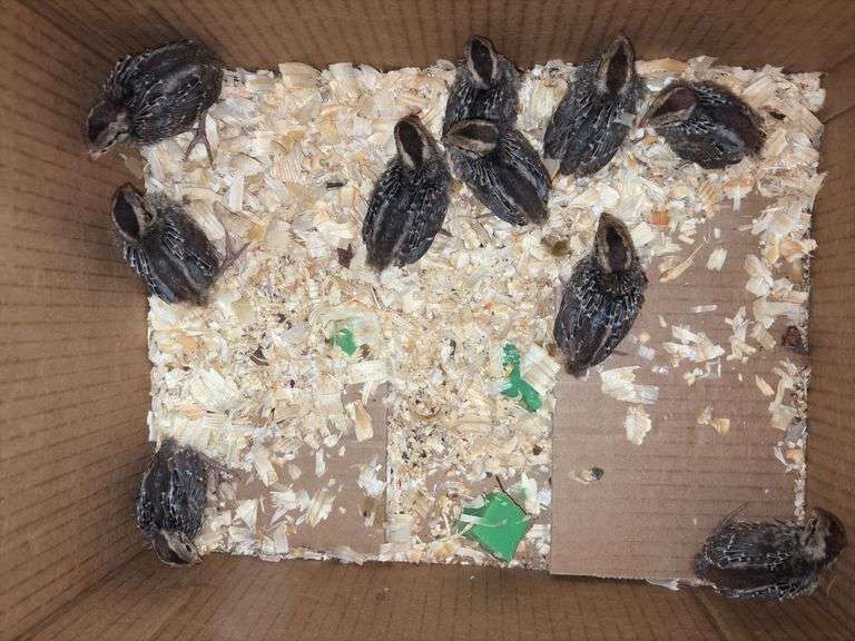 10 Bobwhite Quail - 2 Wks Old w/ Permit