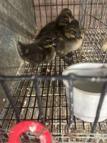 5 Khaki Campbell Ducklings - Hatched Under Hen