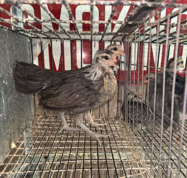 Pair Silver Phoenix