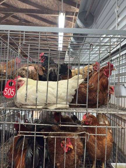 5 Chickens - 1 Rooster 4 Hens