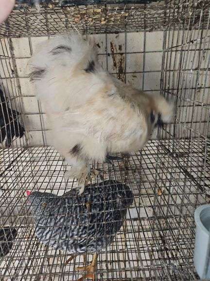 Paint Silkie Rooster