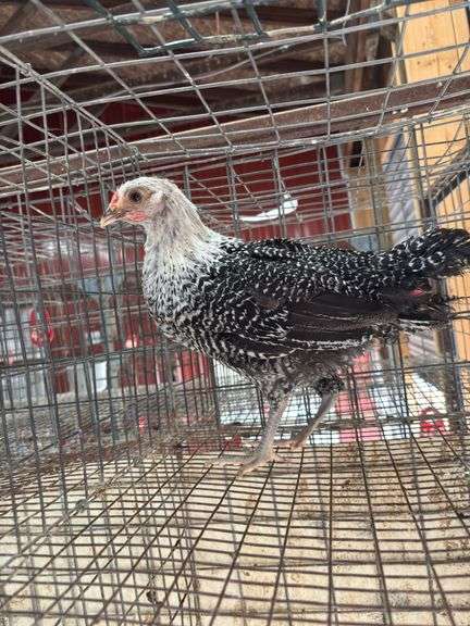 Silver Duckwing Layer Hen - 7wks Old - Has A Hurt Leg