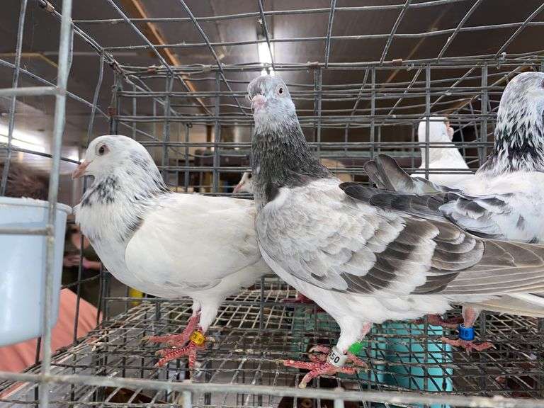 3 Tippler Pigeons