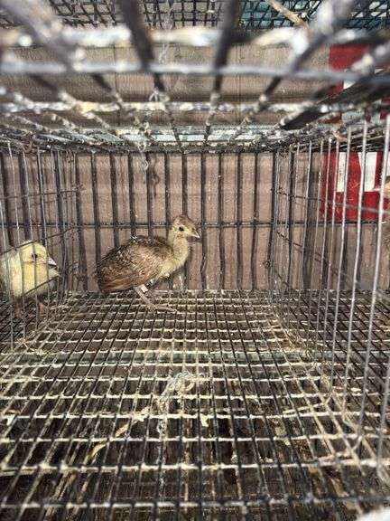Indian Blue Peachick