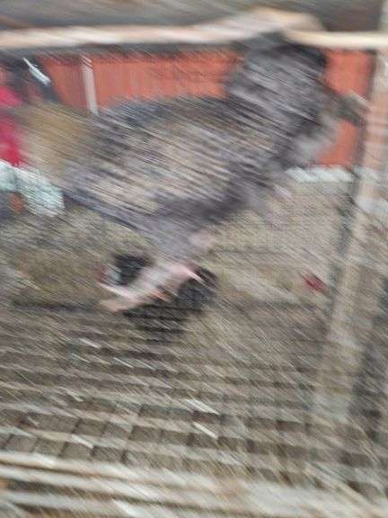 Barnyard Rooster