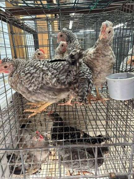 5 Young Cream Legbar/Barred Rock