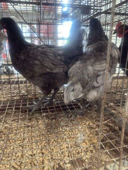 3 Blue Jersey Giant Pullets