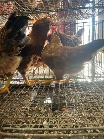 3 Roosters - 2 Bielefelder & 1 Ameraucana Mix